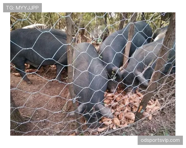 卢玉菲穿得比网红还时髦，训练场上居然全然不一样？